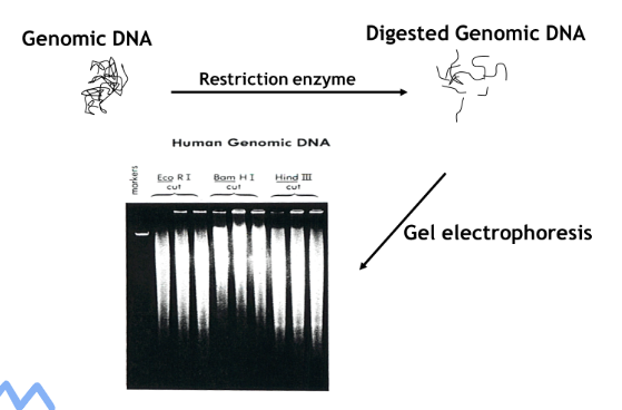 <ul><li><p><span>Enzymes used depends on gene of interest and application</span></p></li><li><p><span>Digestion for extended amount of time to allow complete cutting</span></p></li><li><p><span>Run gel electrophoresis with ethidium bromide</span></p></li><li><p><span><u>Digested genomic DNA should look like a smear</u></span></p></li><li><p><span><u>Problems</u>:</span></p><ul><li><p><span>Large aggregate of DNA at top = uncut</span></p></li><li><p><span>Smear mostly at bottom = degraded DNA</span></p></li></ul></li></ul><p></p>