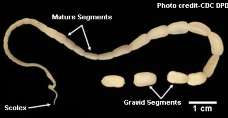 <p><em>Diplydium caninum </em>(tapeworm)</p>