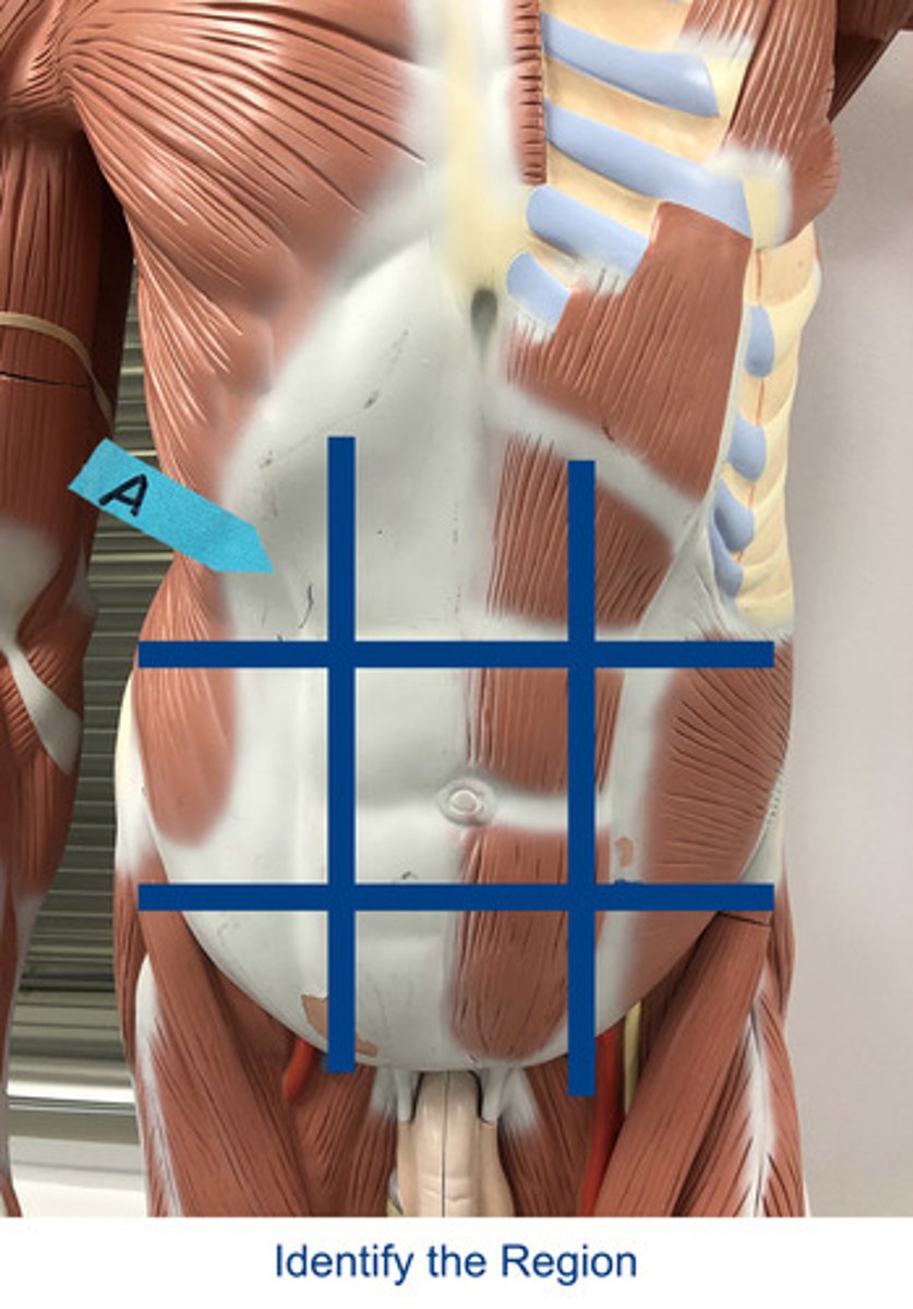 <p>Identify the area indicated by the arrow.</p>
