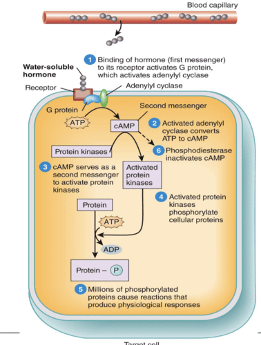 <p>receptors on the exterior surface of the target cell</p>