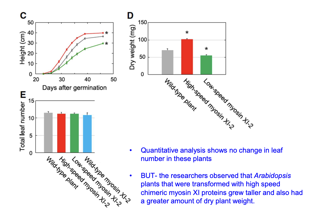 <p>No change in leaf number, but high-speed myosin plants had greater shoot height and dry weight.</p><p></p><p>*Significant stars are comparing modified to wild type</p>