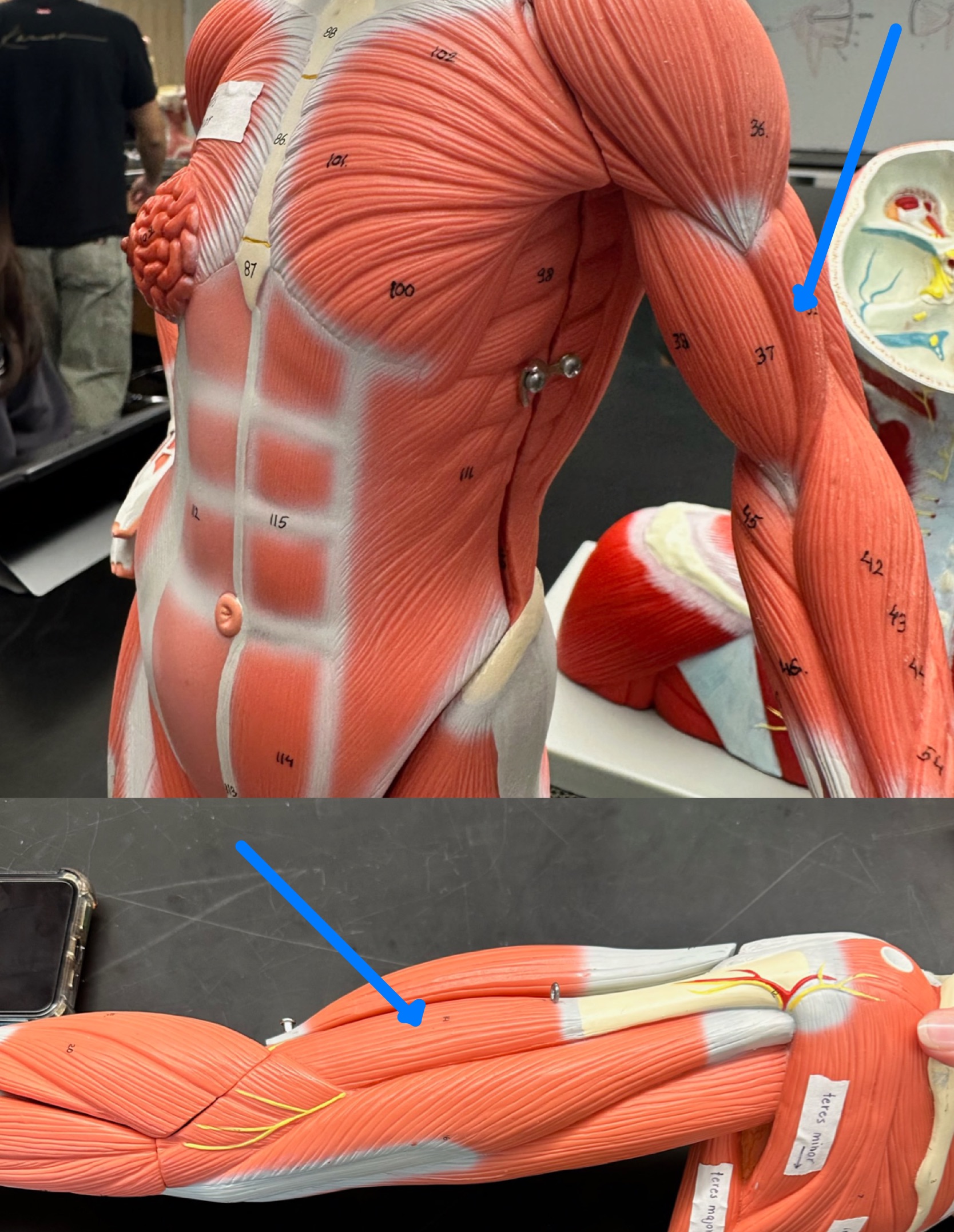 <p>ID muscle</p>