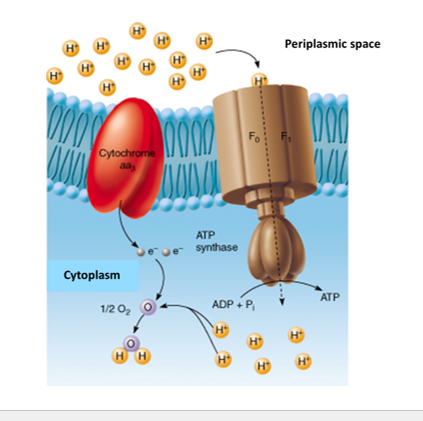 <p><strong>Chemiosmosis</strong> is the process where <strong>ATP is made using the energy from a proton (H⁺) gradient</strong> across a membrane.</p><p>Protons (H⁺) flow <strong>down</strong> their concentration gradient through a protein called <strong>ATP synthase</strong>, which uses that energy to <strong>synthesize ATP</strong>.</p>