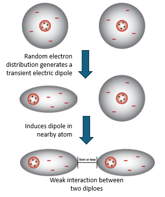<ul><li><p>The interaction between uncharged atoms held in proximity</p></li><li><p>Many weak interactions produce significant cumulative stability</p></li><li><p>Facilitates the dense packing of protein hydrophobic cores</p></li></ul><p></p>