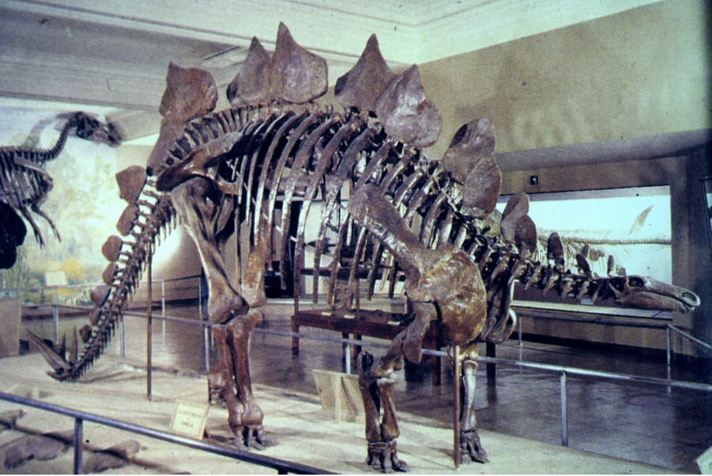 <p>Locomotor adaptation</p>