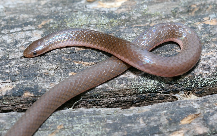 Carphophis amoenus amoenus