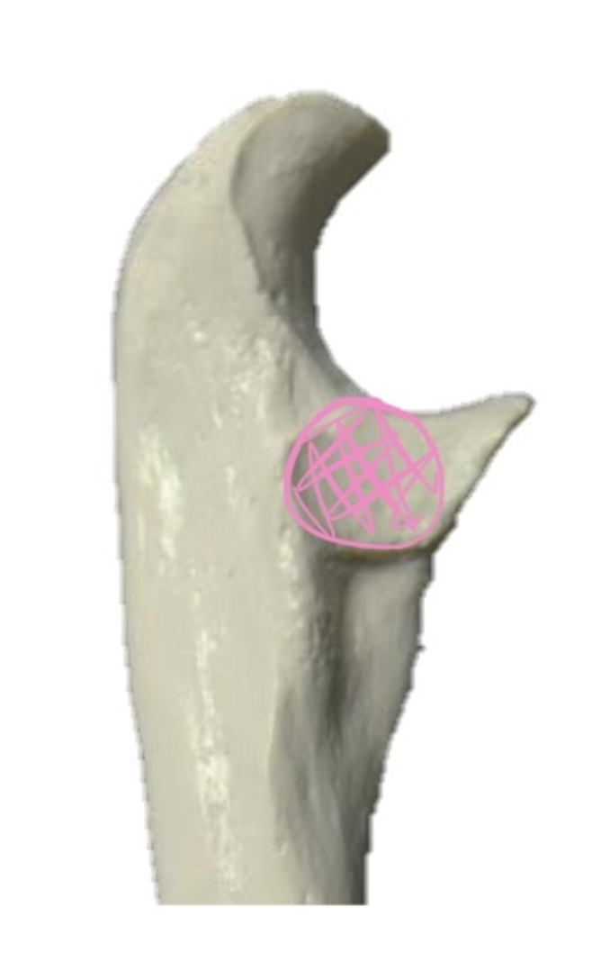 term image