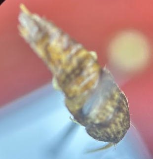 <p>What is the order of this? Defining characters</p>