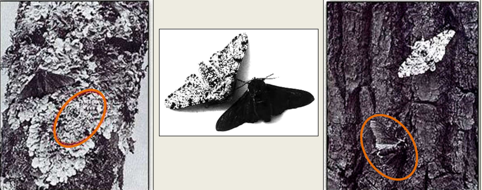 Mutations are a source of variation in a population and at the heart of evolution 
- Sometimes mutations work well, and sometimes not
- Ex. After a change in selective pressure, black moths dominate (context-dependent)