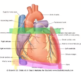 <p>formed by RA and extends from SVC to IVC</p>