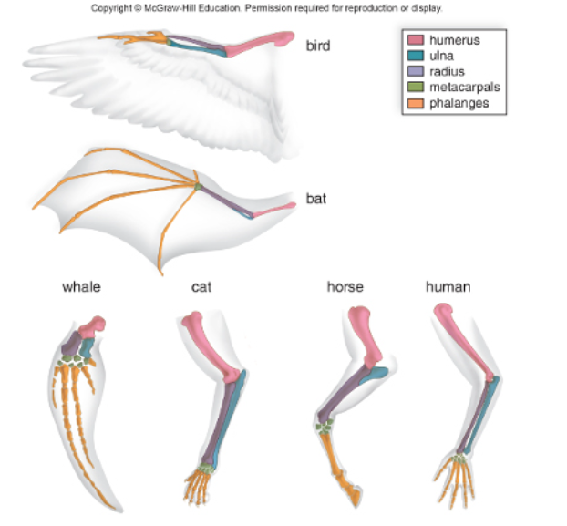 <p style="text-align: center;"></p><p><br><span style="background-color: transparent;"><span>The image shows diagrams of the forelimb bones for multiple types of living animals. This represents evidence for evolution of the form called.</span></span></p>