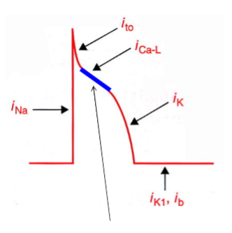 <p>How does i<sub>Ca</sub> almost stabilise the potential at 0mV to -20mV</p>