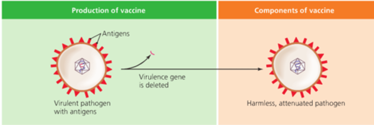 <p>vaccine composed of a weakened form of the pathogen that is generally unable to cause disease</p>
