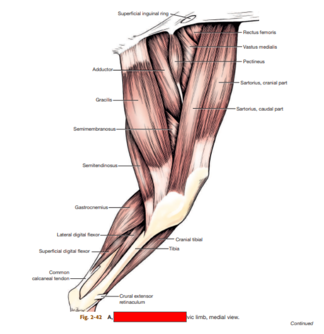 <p>What layer of muscles is this? </p>