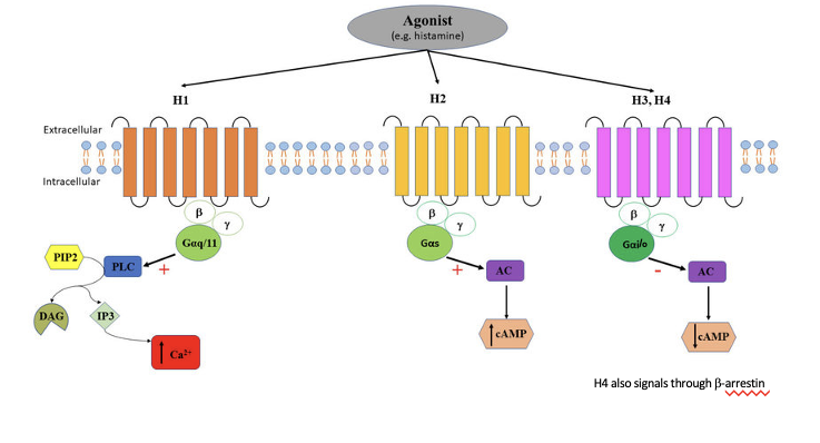 <ul><li><p>H<sub>1</sub></p><ul><li><p>agonist binds to H<sub>1</sub> receptor → activates <strong>G</strong><span><strong>αq/11</strong> → activates PLC → PIP<sub>2</sub> cleaves PLC into DAG and IP<sub>3</sub> → IP<sub>3</sub><u> increases </u><strong>Ca2+</strong></span></p></li></ul></li><li><p>H<sub>2</sub></p><ul><li><p>agonist binds to H<sub>2</sub> receptor → activates <strong>Gαs</strong> → activates AC → <u>increases</u><strong> cAMP</strong></p></li></ul></li><li><p>H<sub>3</sub>/H<sub>4</sub> </p><ul><li><p>agonist binds to H<sub>3</sub>/H<sub>4</sub> receptor → activates <strong>Gαi/o → </strong><u>inhibits</u> AC → <u>decreases </u><strong>cAMP</strong></p></li><li><p>H<sub>4</sub> also signals through <span>β-arrestin</span></p></li></ul></li></ul><p></p>