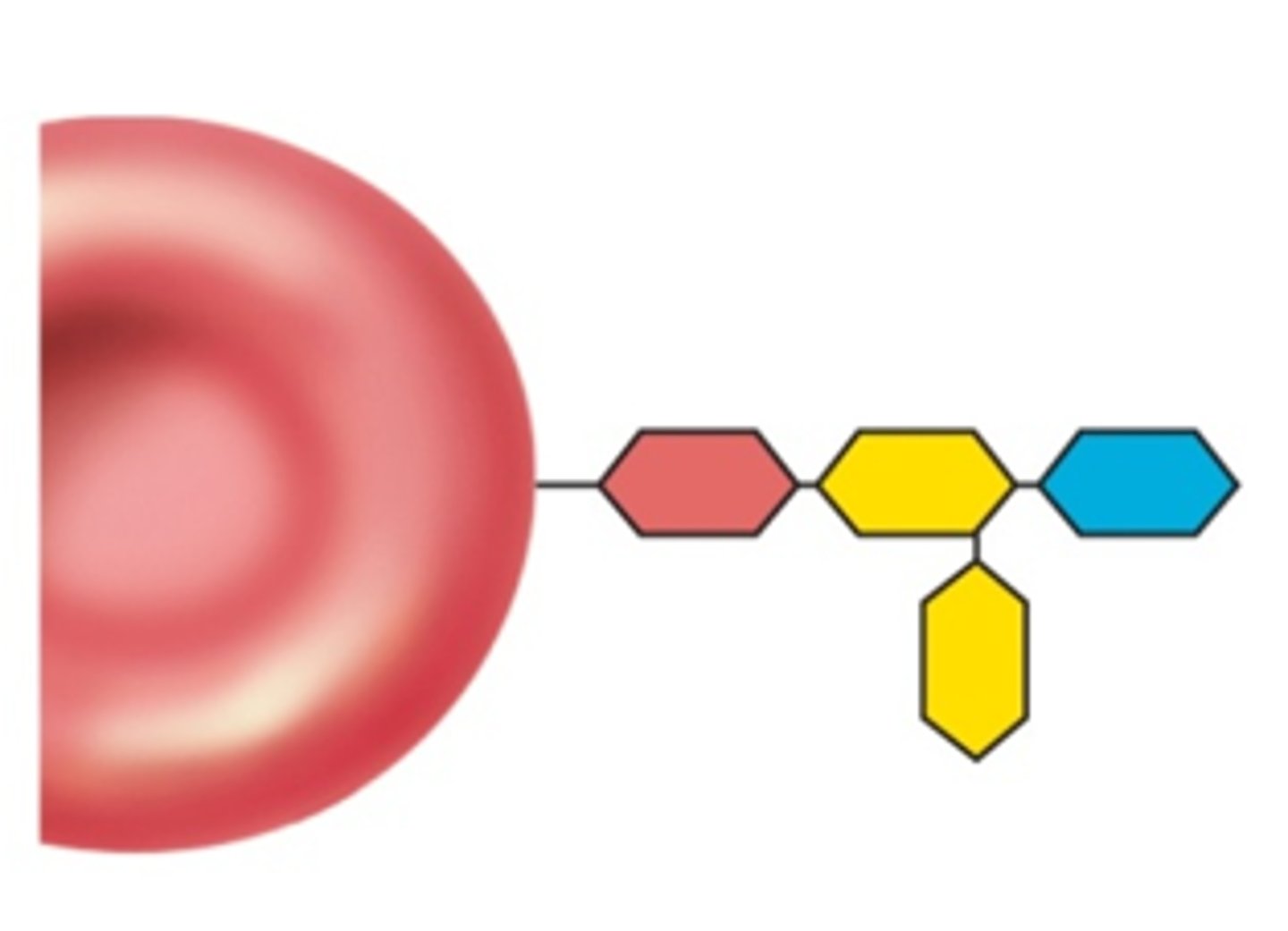 <p>Identify this blood type</p><p>Key:</p><p>Yellow - Galactose</p><p>Blue - Fucose</p><p>Red - N-Acetylgalactosamine</p>