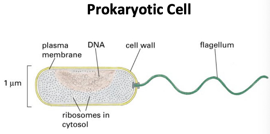 <p>-plasma membrane</p><p>-DNA</p><p>-cytoplasm</p><p>-nucleoid</p><p>-ribosomes</p><p>-flagellum</p><p>-extracellular matrix</p><p>-cell wall</p><p>-some have lipopolysaccharide</p>