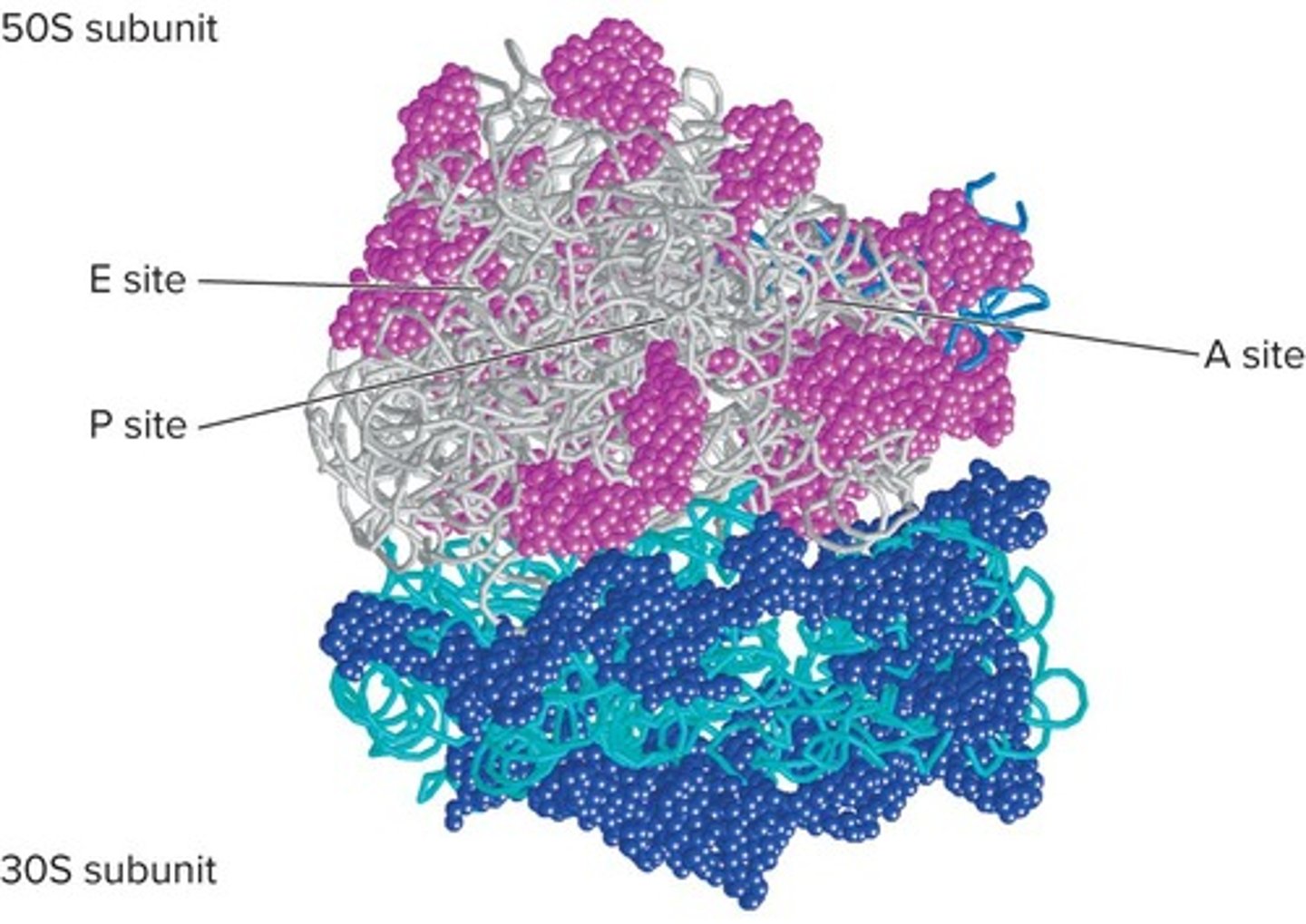 <p>Molecular machine synthesizing proteins from mRNA.</p>