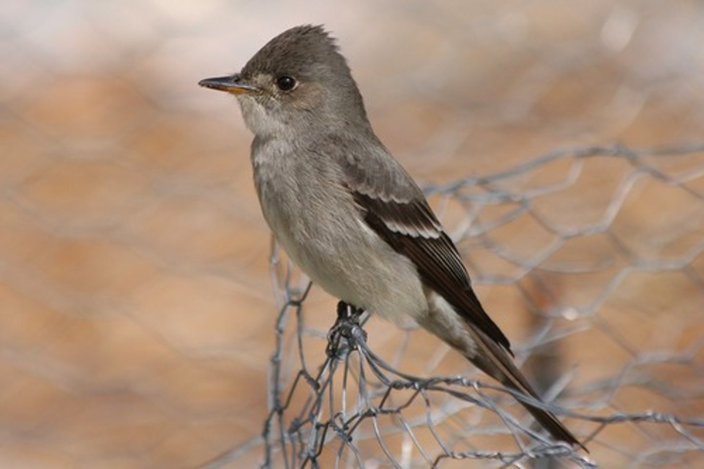 <p>•no eye ring</p><p>•long primary projection</p><p>•indistinct pale wingbars</p><p>woodlands and forests, especially edges</p>