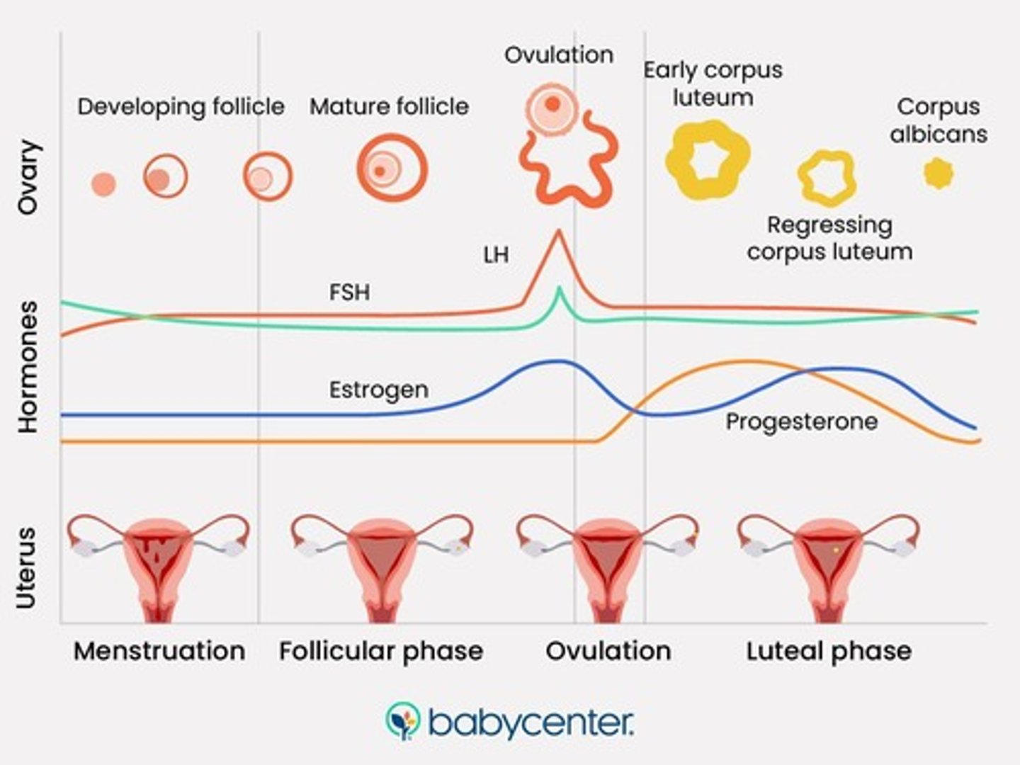 <p>The shedding of the uterine lining due to decreased hormone levels, marking the start of a new menstrual cycle.</p>