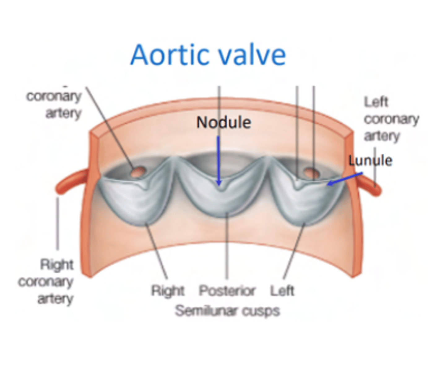 <p>. Nodules</p><p>. Lunules </p><p>. Small holes for the coronary arteries</p><p>MAIN DIFFERENCE WITH PULMONARY VALVES ARE THE SMALL HOLES FOR THE CORONARY ARTERIES.</p>