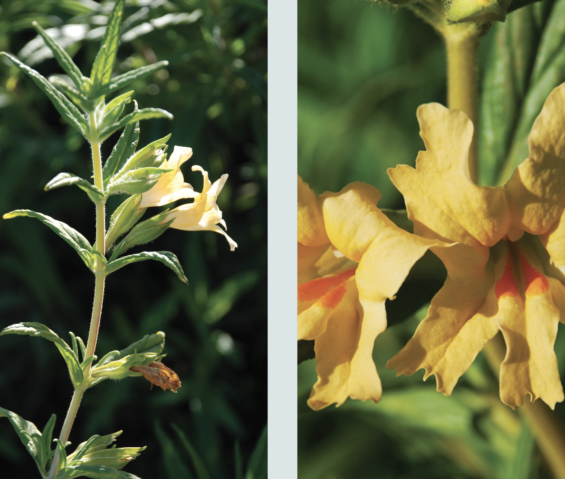 <p>Sticky monkey flower</p>