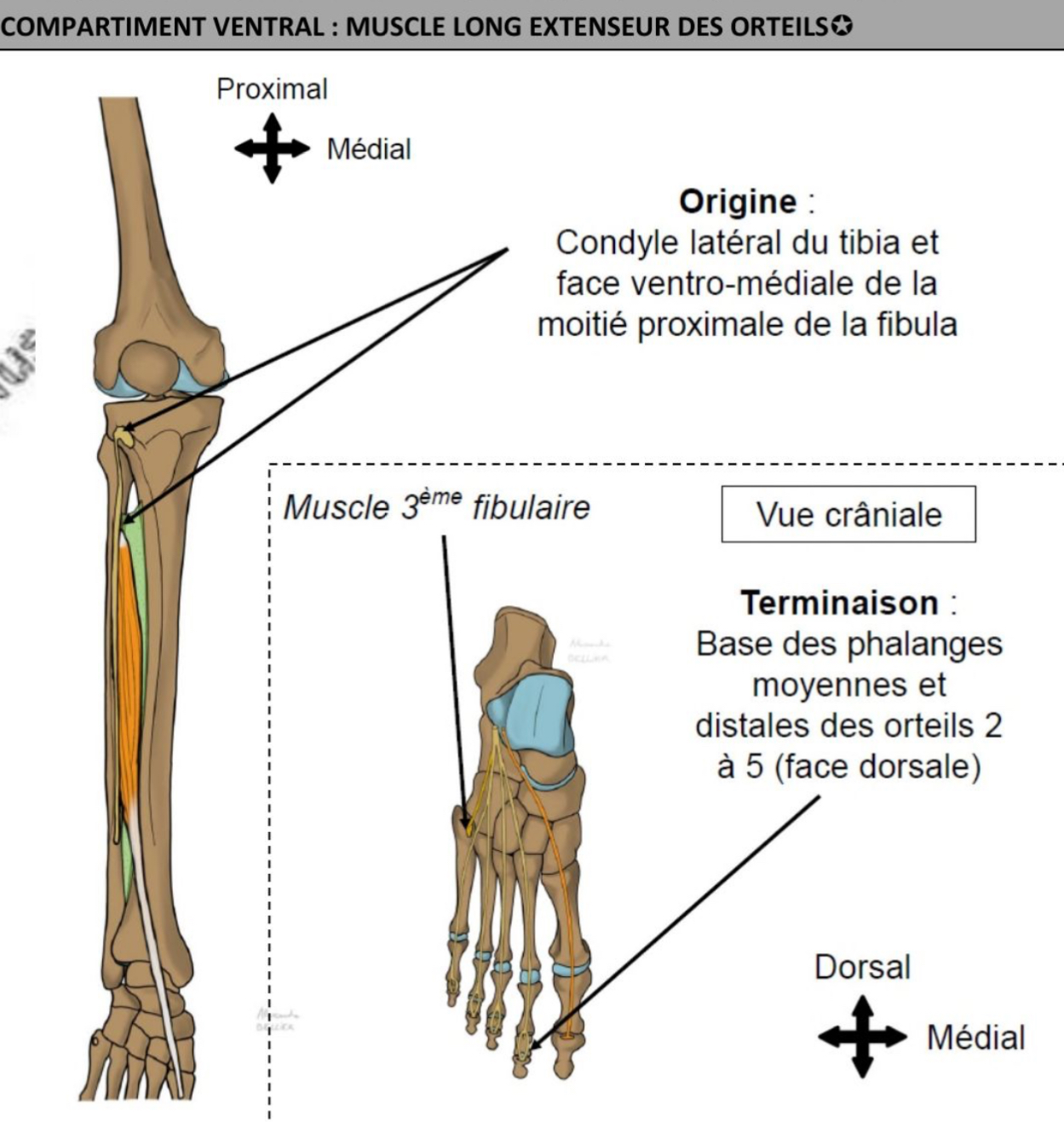 <ul><li><p>+ latéral, peut s’étendre sur membrane interosseuse </p></li><li><p>condyle latéral tibia, face ventro-médiale de la tête &amp; moitié proximale fibula </p></li><li><p>via 4 tendons nv cheville, face dorsale de la base des phalanges moyennes puis division en 2 languettes tendineuses latérale &amp; médiale qui s’insèrent de façon commune a la base de la phalanges moyennes puis distale </p></li><li><p>Muscle 3eme fibulaire: inconstant, partir intégrante du muscle long extenseur des orteils, relie fibula ou tendon commun du muscle extenseur des orteils à la base du 5eme métatarsien a la face dorsale du pied. </p></li></ul><p></p>