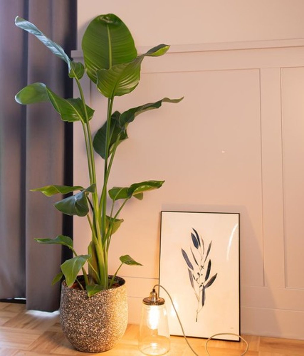 <p>indoor plant</p>