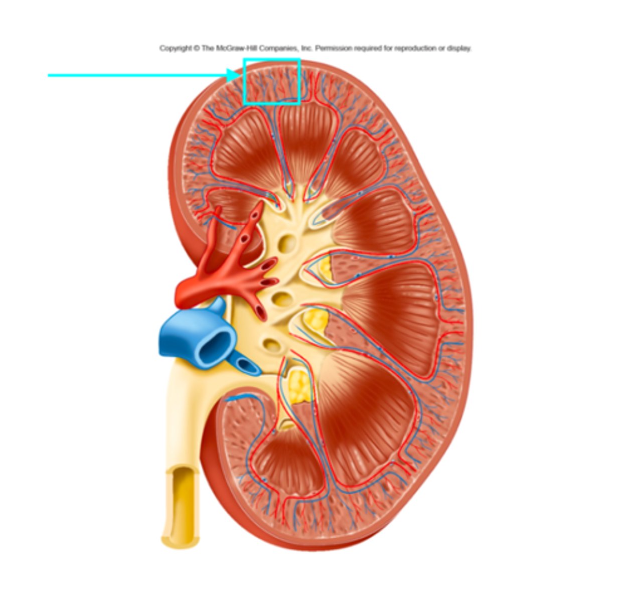 <p>What structure of the kidneys is the blue arrow pointing at?</p>