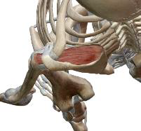 <p>Supra-épineux</p>