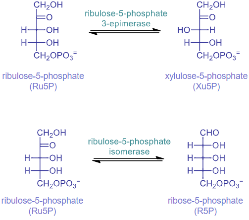 <ul><li><p>catalyzed by ribulose-5-phosphate 3-epimerase</p></li><li><p>switching stereoisomers</p></li></ul>