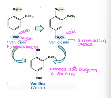 <ul><li><p>vanilina</p></li><li><p>na planta jovem existe o vanilósido que depois vai maturando e formando vanilolósido</p></li><li><p>nenhum destes compostos possui cheiro ou sabor a baunilha</p></li><li><p>A vanilina pode ser obtida por hidrólise do vanilósido ou a partir da hidrólise e oxidação (obtenção do grupo aldeído a partir do álcool) do vanilolósido</p></li><li><p>a vanilina sintética é obtida através do gualacol e do eugenol e é utilizada como corretivo de cheiro e sabor na industria alimentar</p></li></ul><p></p>