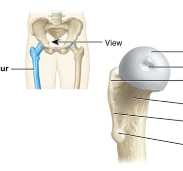<p>Usually rounded articular process supported on a neck</p>
