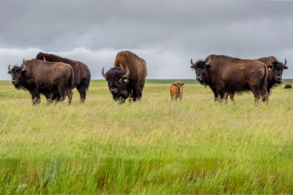 <ul><li><p>För kallt och brist på vatten = inga träd</p></li><li><p>Samma latitud som lövfällande skog (temp)</p></li><li><p>Betande djur ex bison</p></li></ul>