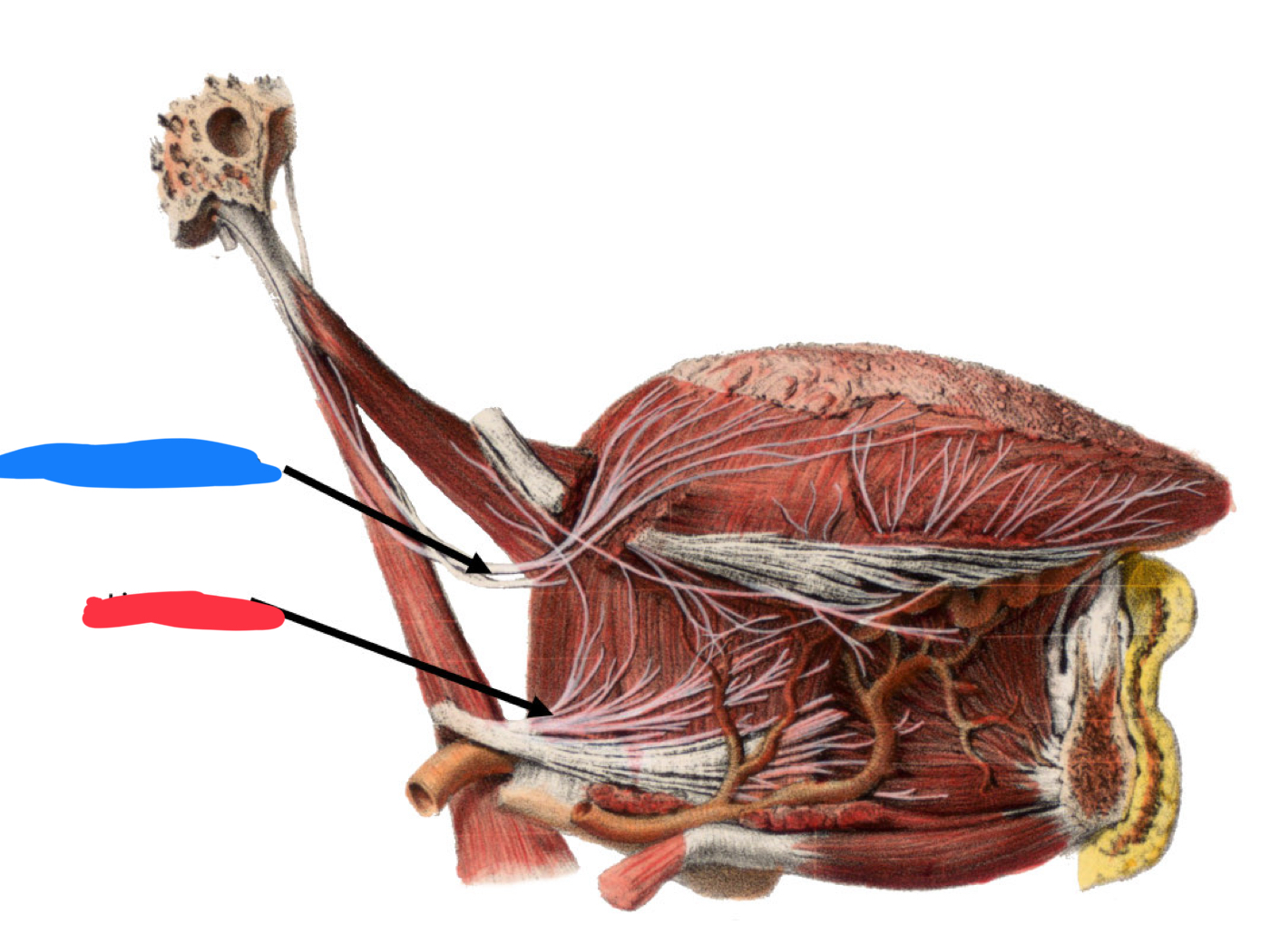 <p>What is the name of the nerve located in the red arrow?</p>