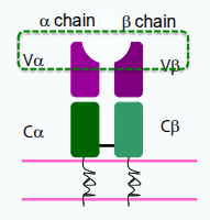 <p>Each TCR chain has one variable (V) and one constant (C) domain. The variable domains contain three hypervariable regions, also known as complementarity determining regions (CDRs), which provide antigen specificity. Most circulating T cells express TCRs encoded by the αβ genes, while a smaller subset expresses TCRs encoded by the γδ genes.</p>
