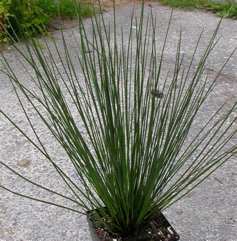 Family: Juncaceae

SN: Juncus effusus