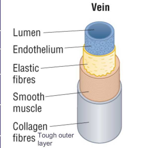 vein