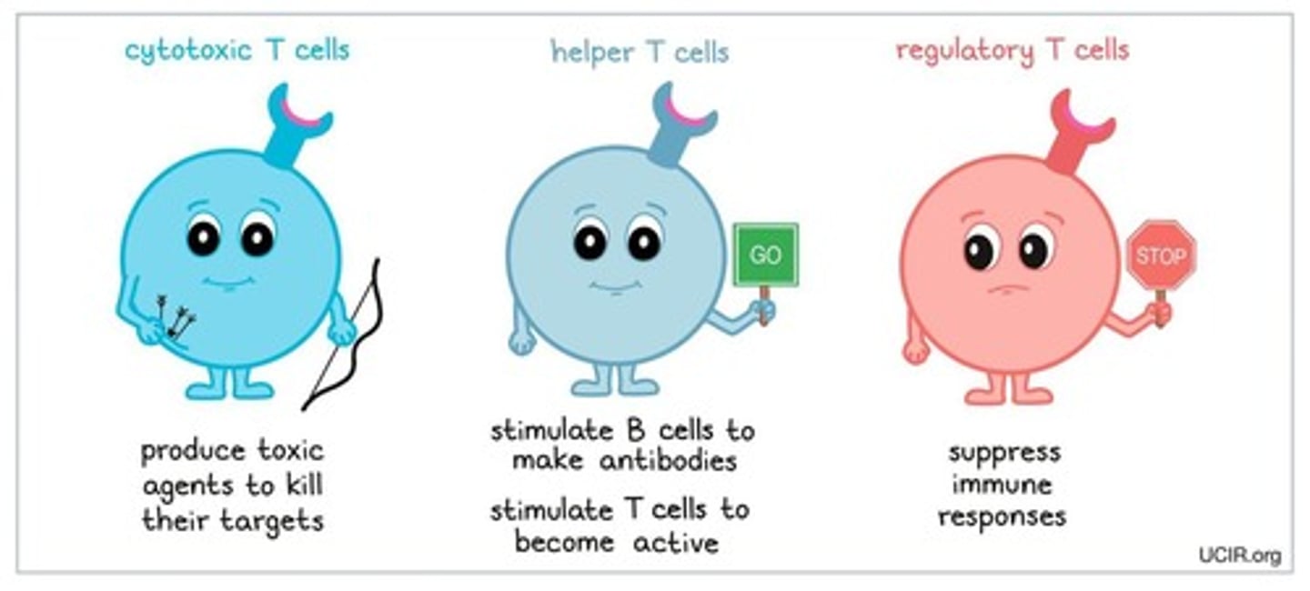 <p>White blood cells critical to the specific immune response, including T cell and B cell lymphocytes.</p>