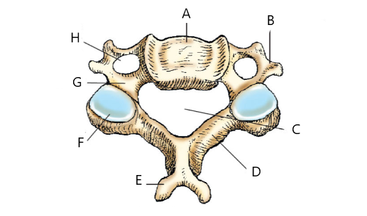 <p><span>The structure labeled D above is:</span></p>