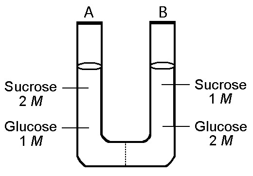 <p><span><span>The solutions in the two arms of this U-tube are separated by a membrane that is permeable to water and glucose but not to sucrose. Side A is half-filled with a solution of 2 M sucrose and 1 M glucose. Side B is half-filled with 1 M sucrose and 2 M glucose. Initially, the liquid levels on both sides are equal.</span></span><br><br><span><span>Initially, in terms of tonicity, the solution in side A with respect to that in side B is</span></span><br><span><span>A) hypotonic.</span></span><br><span><span>B) plasmolyzed.</span></span><br><span><span>C) isotonic.</span></span><br><span><span>D) saturated.</span></span><br><span><span>E) hypertonic.</span></span></p>