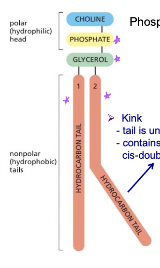 * most have glecerol group =phosphoglycerides
* include: group at the top-phosphate-glycerol-hydrocarbon tail
* when tail is saturated, its straight, when unsaturated has a kink meaning theres a cis-double bond