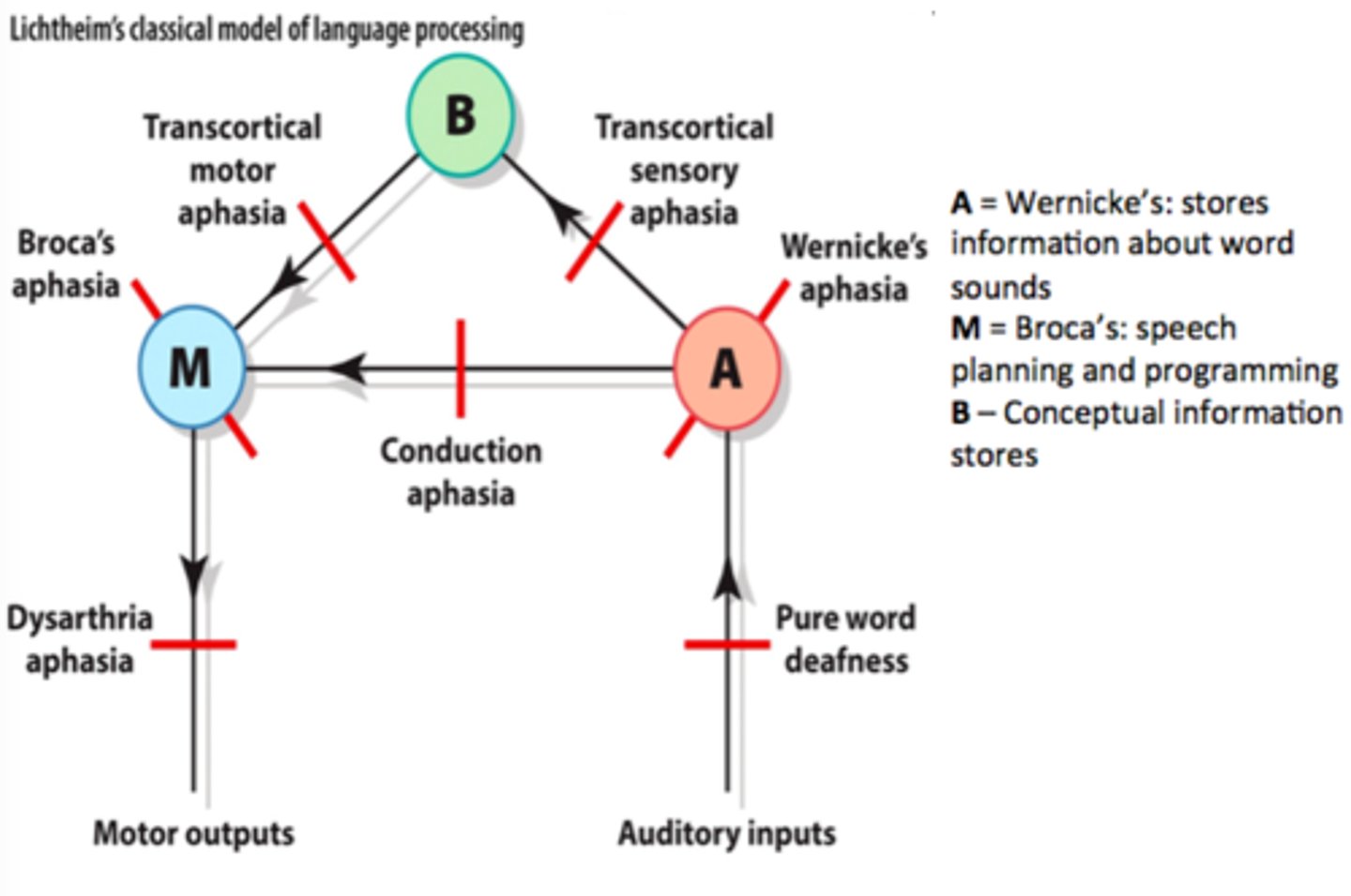 <p>Classical model stating flow of information across specialized language regions</p><p>Auditory input to Wernicke's for word recognition and comprehension, via arcuate fasciculus to Broca's area for speech planning, then to motor cortex for spoken output. With B being a conceptual center for word meaning and associations.</p><p>Damage to specific regions or connections predicts distinct aphasia syndromes.</p>