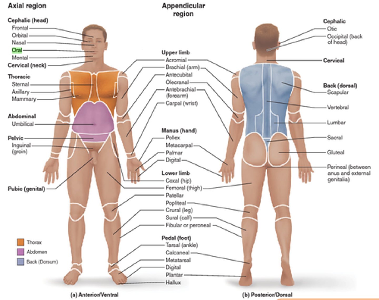 <p>The study of internal structures as they relate to the overlying skin surface</p>