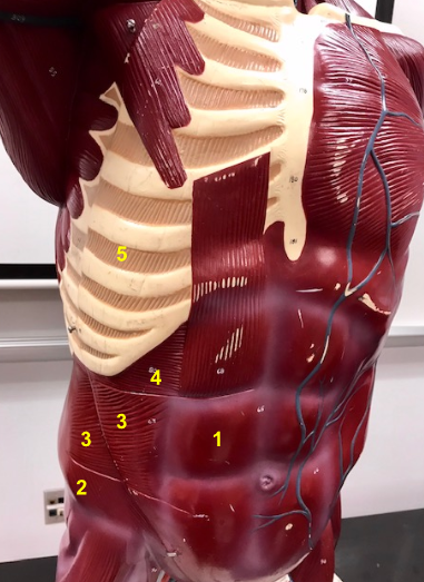 <p>What is the muscle indicated by the yellow 5? Function?</p>