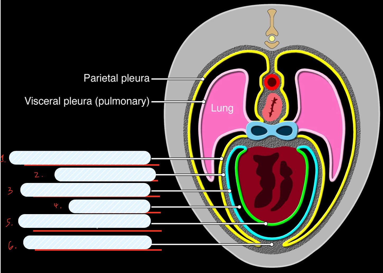 <p>label the layers of the heart</p>