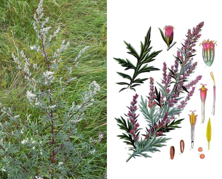 <p>är vindpollinerad och kan ge allergi. </p>