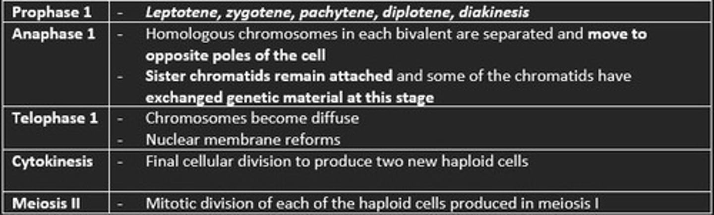 <p>- Homologous chromosomes in each bivalent are separated and move to opposite poles of the cell</p><p>- Sister chromatids remain attached and some of the chromatids have exchanged genetic material at this stage</p>