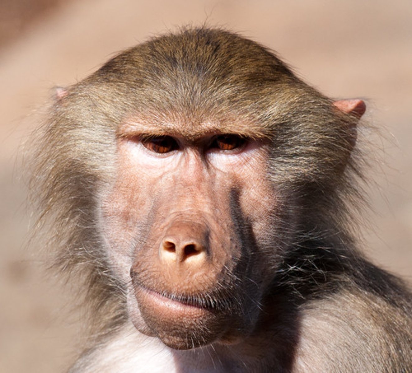 <p>the monkey</p>