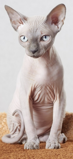 <ul><li><p>mental framework&nbsp;→ group of neurons communicating w/ each other </p></li><li><p>dynamic and can change over time when associating different ideas with topic</p></li><li><p>Ex> dog → 4 legs, furry my dog, memories w/ dogs; alphabet → ABCD, song, R (name), lowercase, uppercase, memory learning alphabet</p></li></ul><p></p>